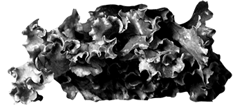 MenuPage_07_Salad-min